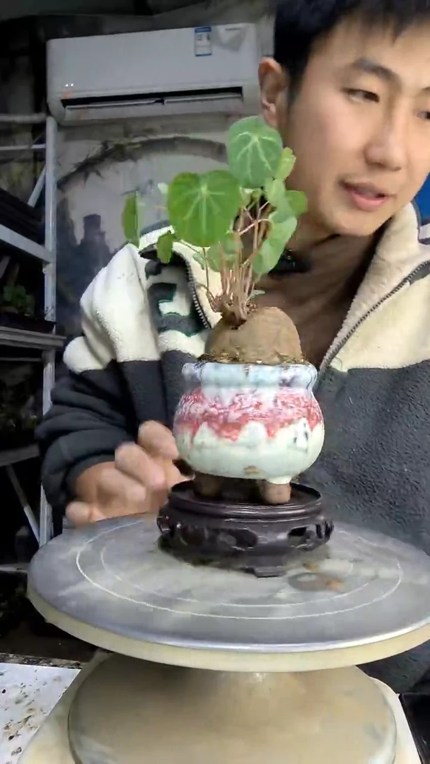 乐**活中青园艺一物一拍185