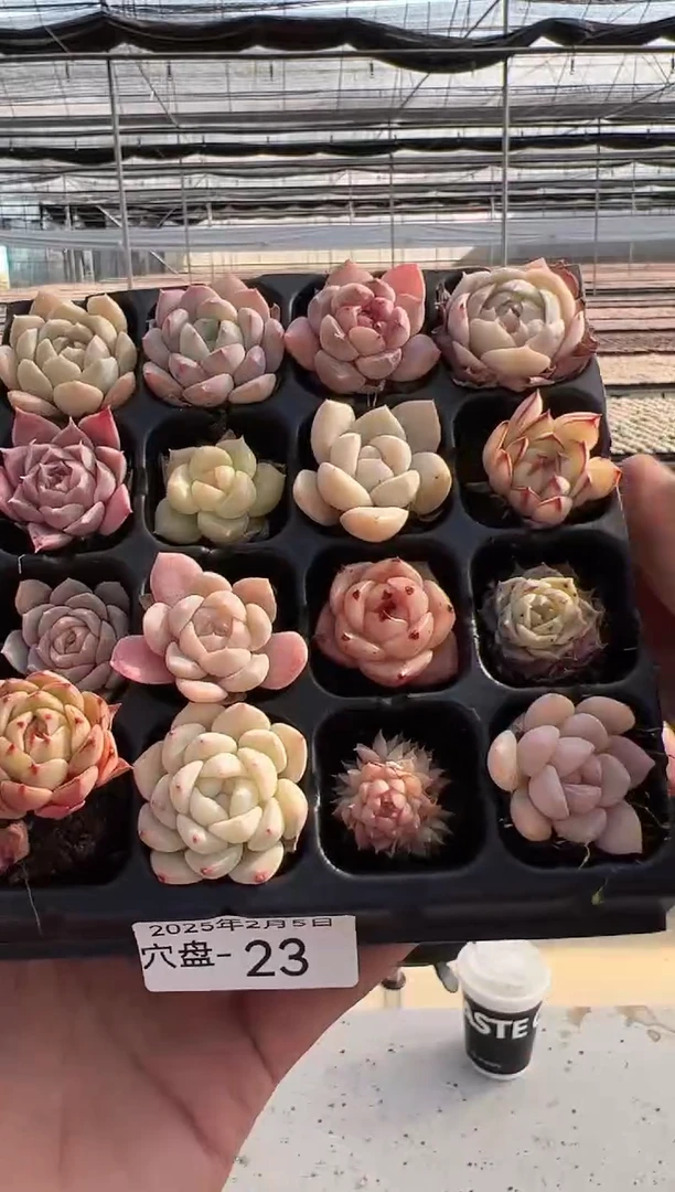 【闪购商品】穴盘-23