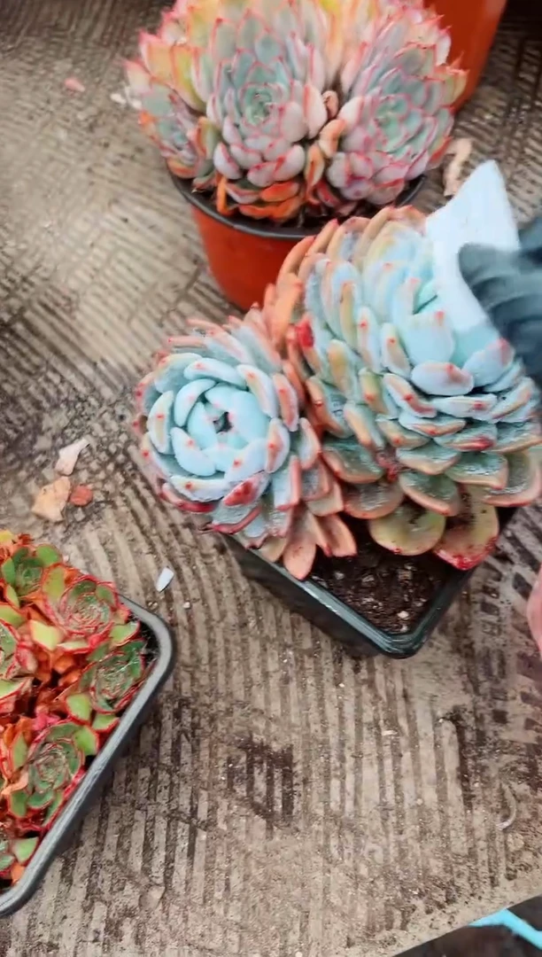 琳**悠多肉植物一物一拍09139