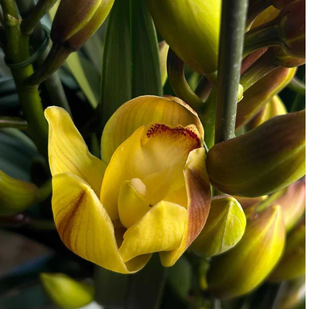 大花惠兰【佛光】落地款