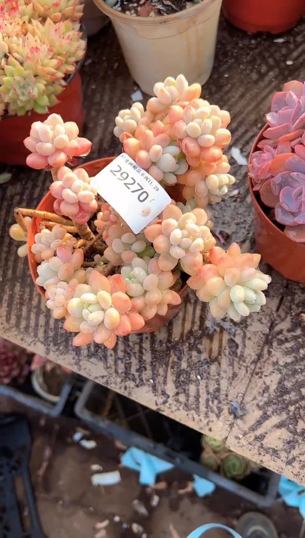 @*童多肉植物一物一拍29270