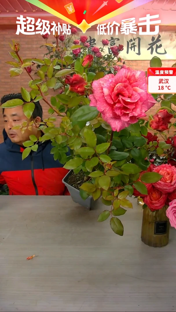 当前无花朵，栽培后可花朵潘多拉
