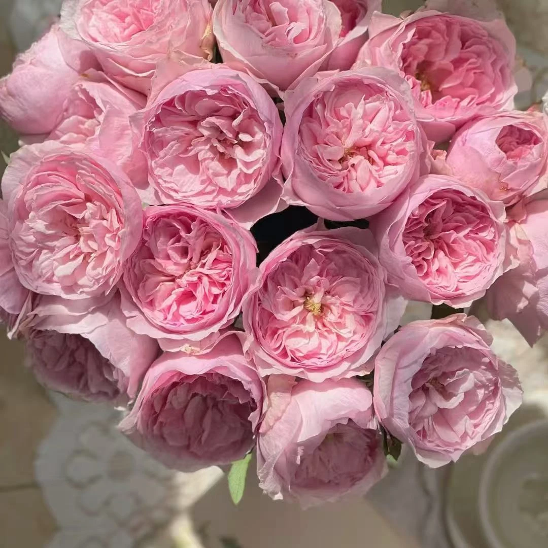 【凯莉】A级奥斯丁玫瑰 玖枝花优选 云南基地直发鲜切花儿