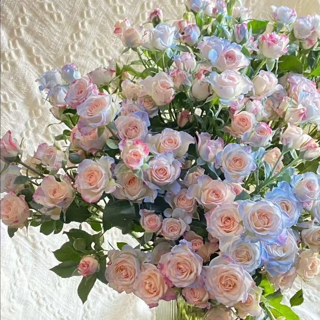 （一单包邮） 折射碎冰蓝多头玫瑰 鲜花云南基地直发
