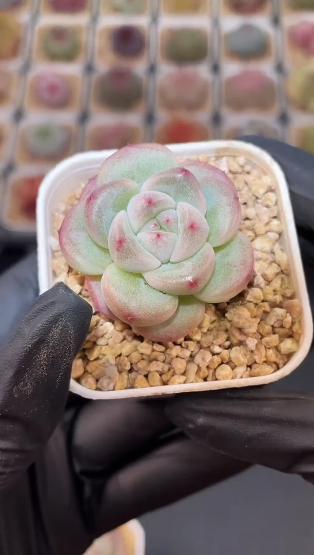 闪购3049 气球翡多肉一颗  3.5-4厘米