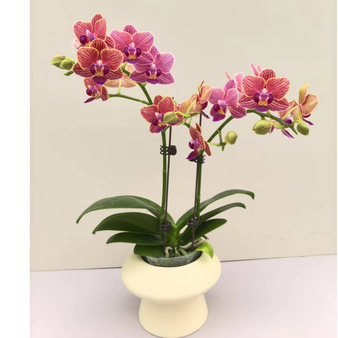 蝴蝶兰【金边玲珑】花期超长 桌面小花 基地直发