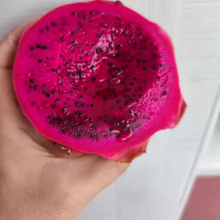 京都一号广西大新县300亩基地直供