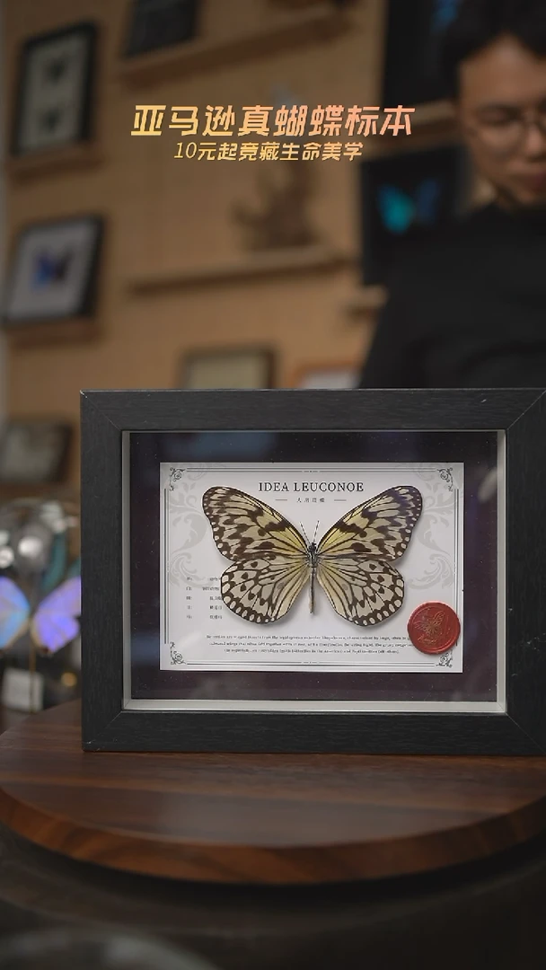 有机玻璃大帛斑蝶F231