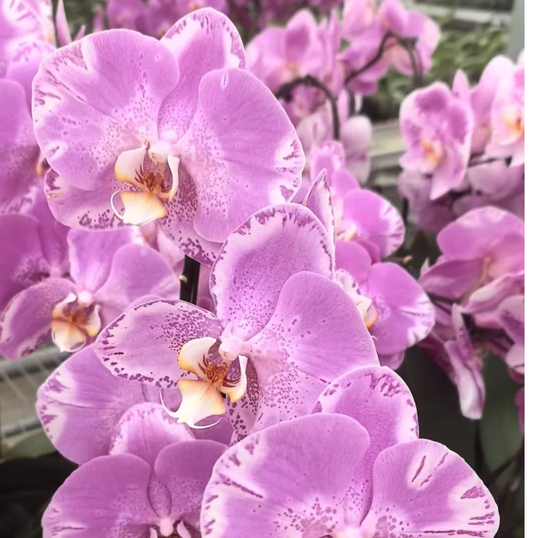 【带花发货】蝴蝶兰带花剑 碟中之王 精品冬季开花室内客厅阳台好养