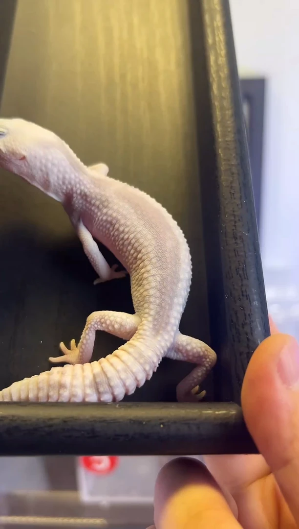 肥尾守宫奥幽祖弟弟