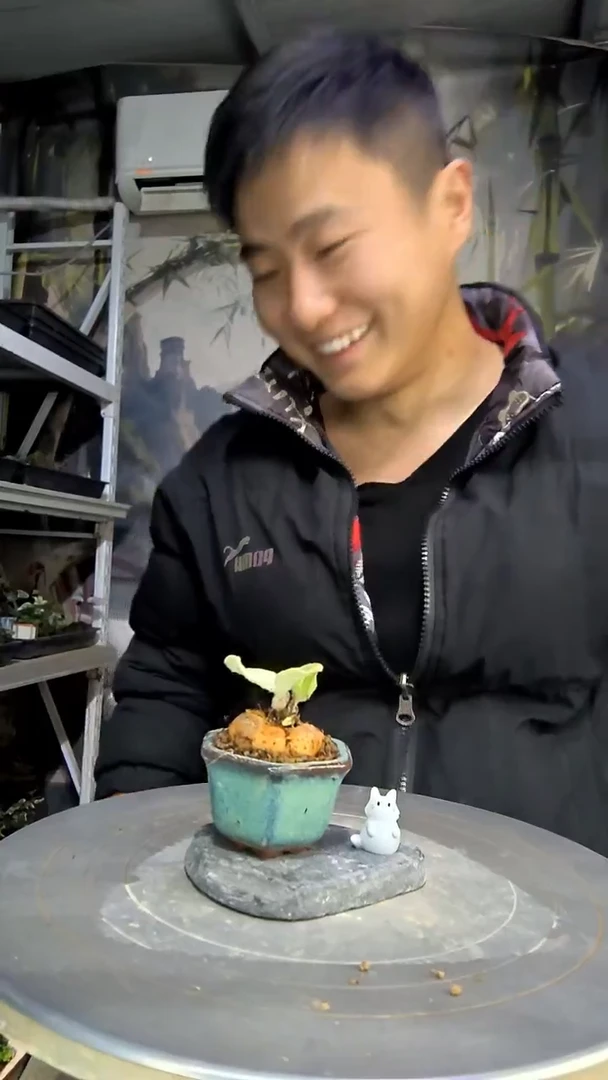 ?**匣中青园艺一物一拍花484