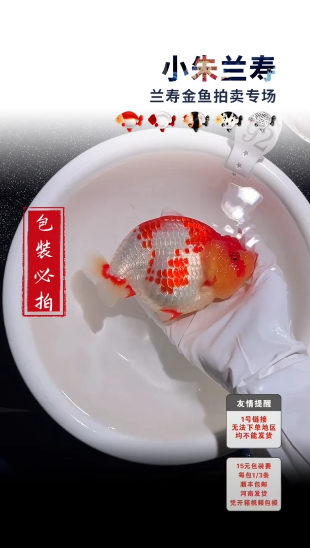金鱼 包装必拍未拍顺丰到付92号