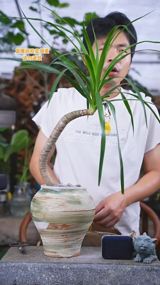 当前无花栽培后可以开花龙血树+
