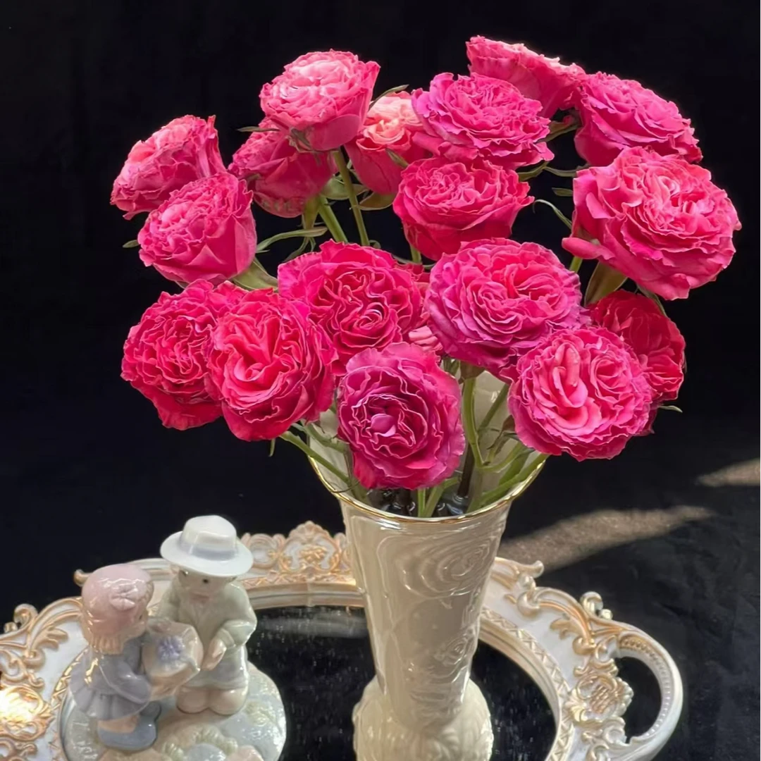 双A级茜茜公主多头玫瑰-家养鲜花云南基地直发-任意两单包邮