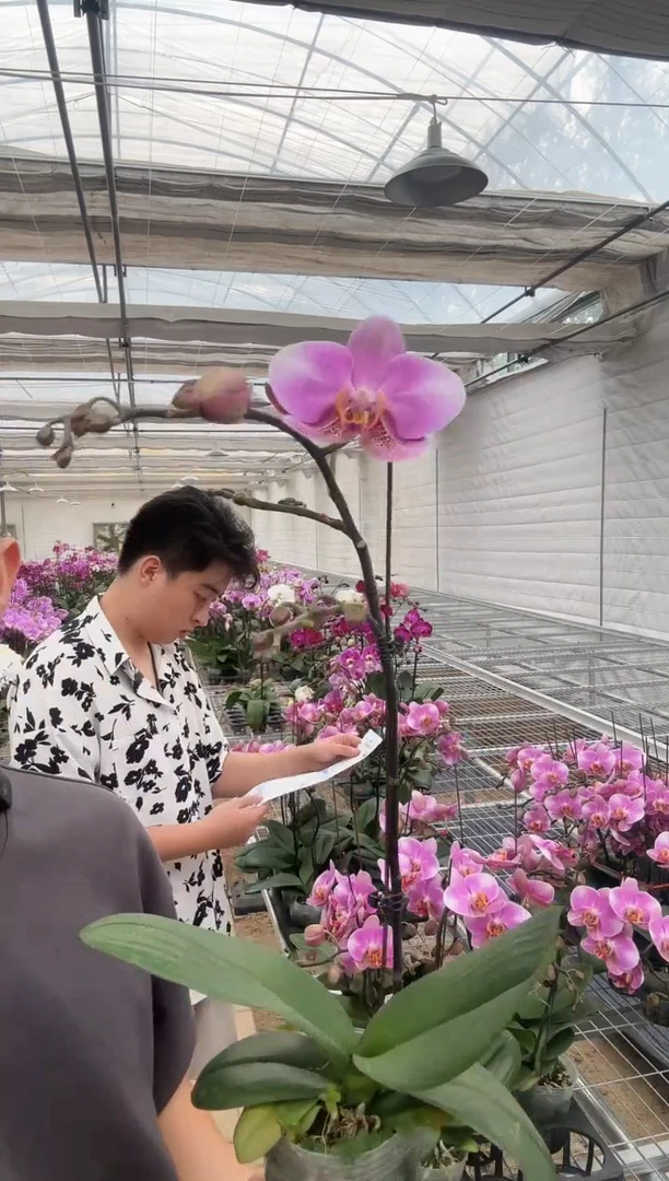 完全开放鸿运 蝴蝶兰 一棵装