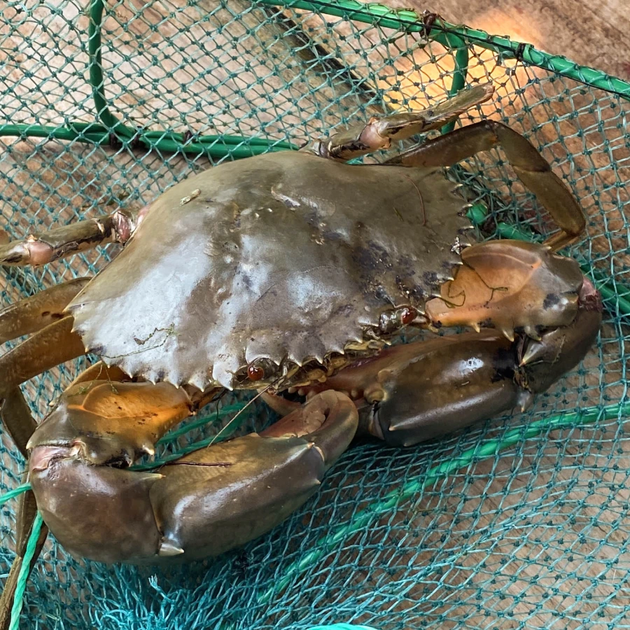 【鲜活】大青蟹大公蟹肉蟹 东山岛肉蟹 肥美饱满东山岛直发本港 |好