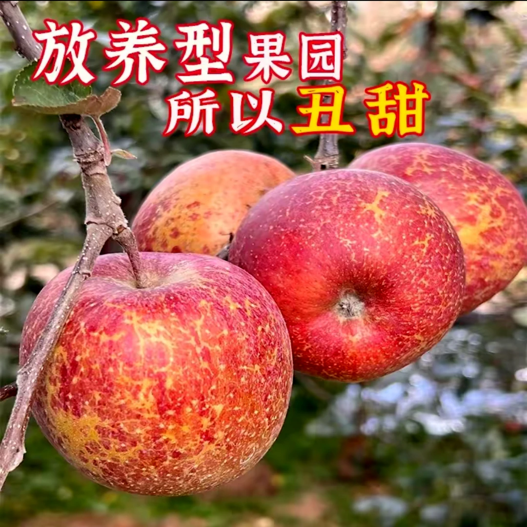 云南高原丑苹果新鲜现摘酸甜多汁当季水果包邮