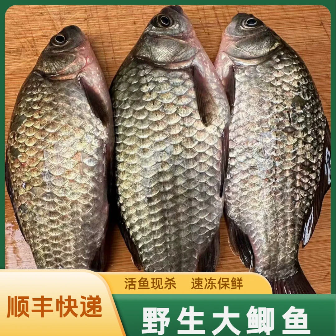鲫鱼鲜活现杀顺丰快递微山湖新鲜炖汤食用