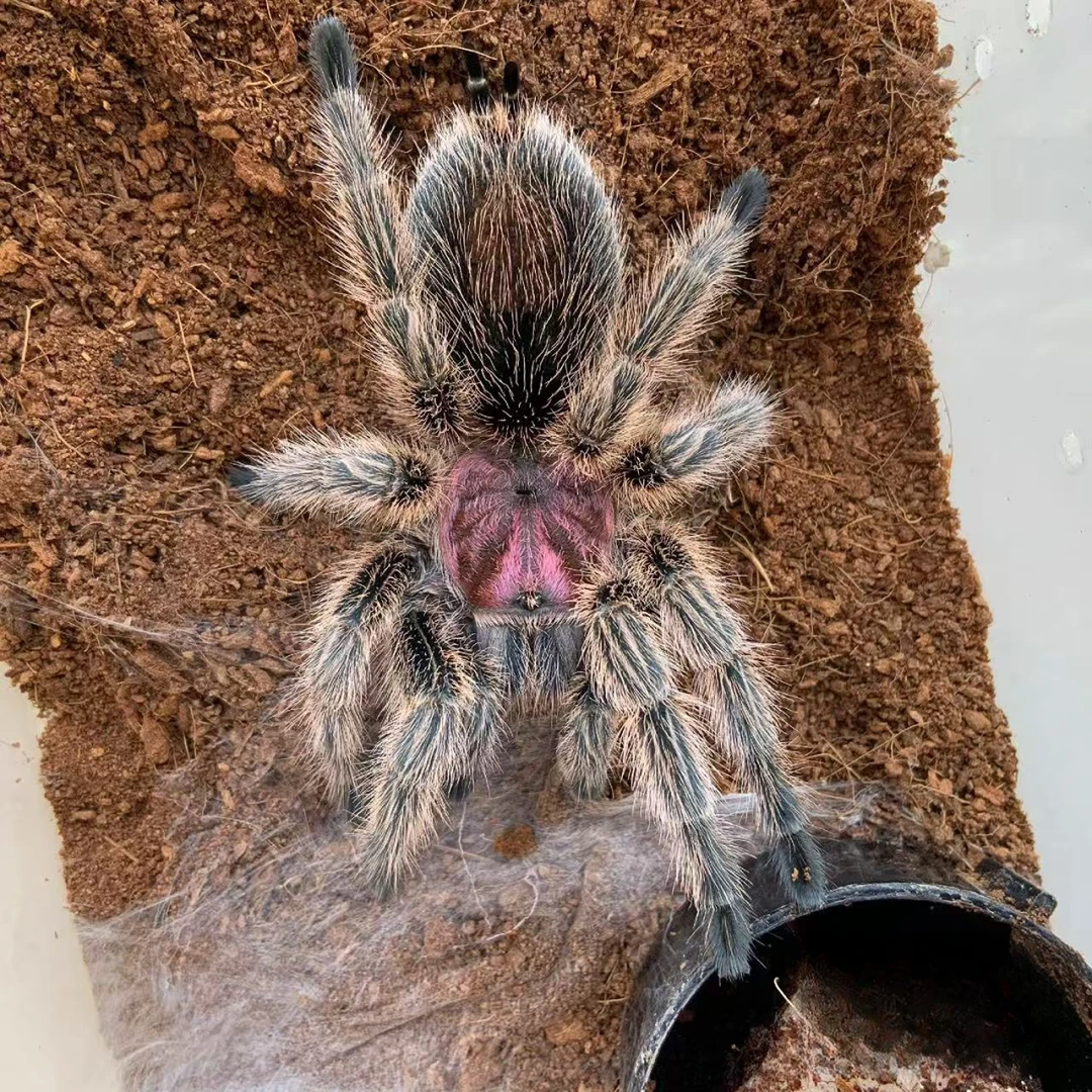 蛛门/新手入门好养智利红玫瑰温顺蜘蛛宠物活体