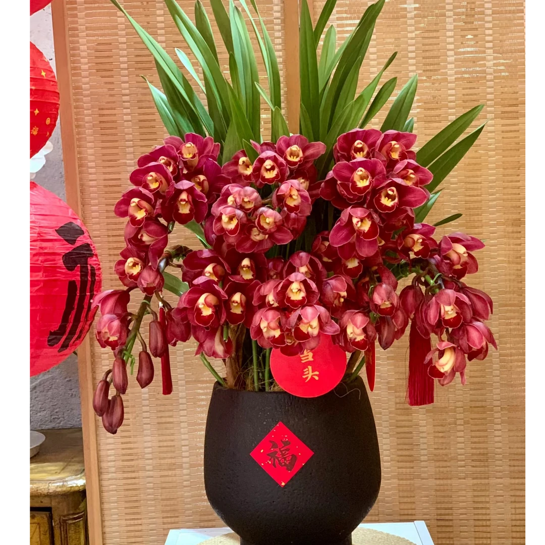 【花和优品】盆栽大花蕙兰