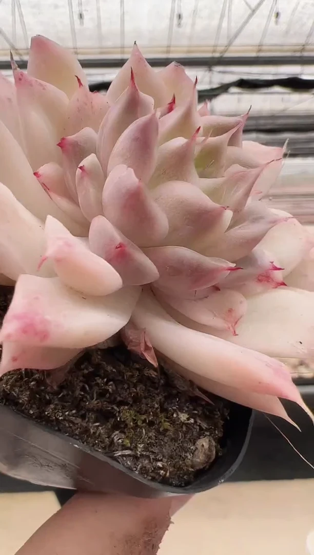 【闪购商品】新款多肉-174