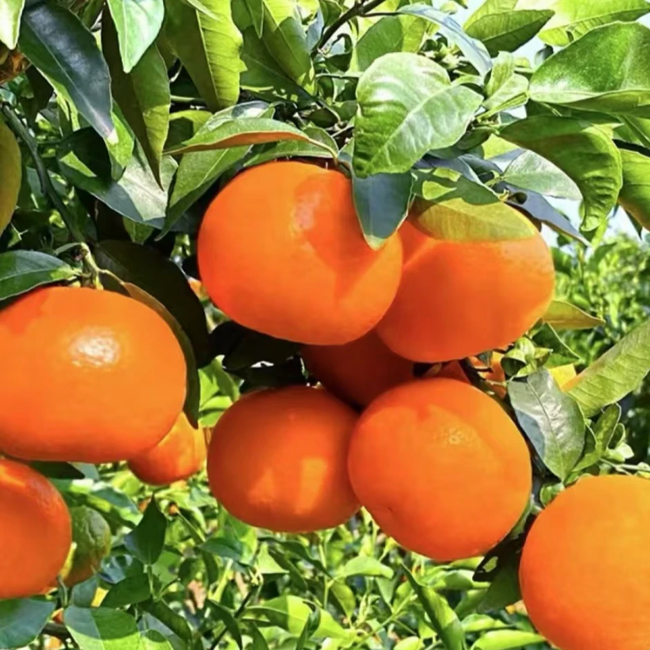 【沃柑橘子树苗 】正宗无籽沃柑苗庭院植物盆栽地栽四季种植 果树苗