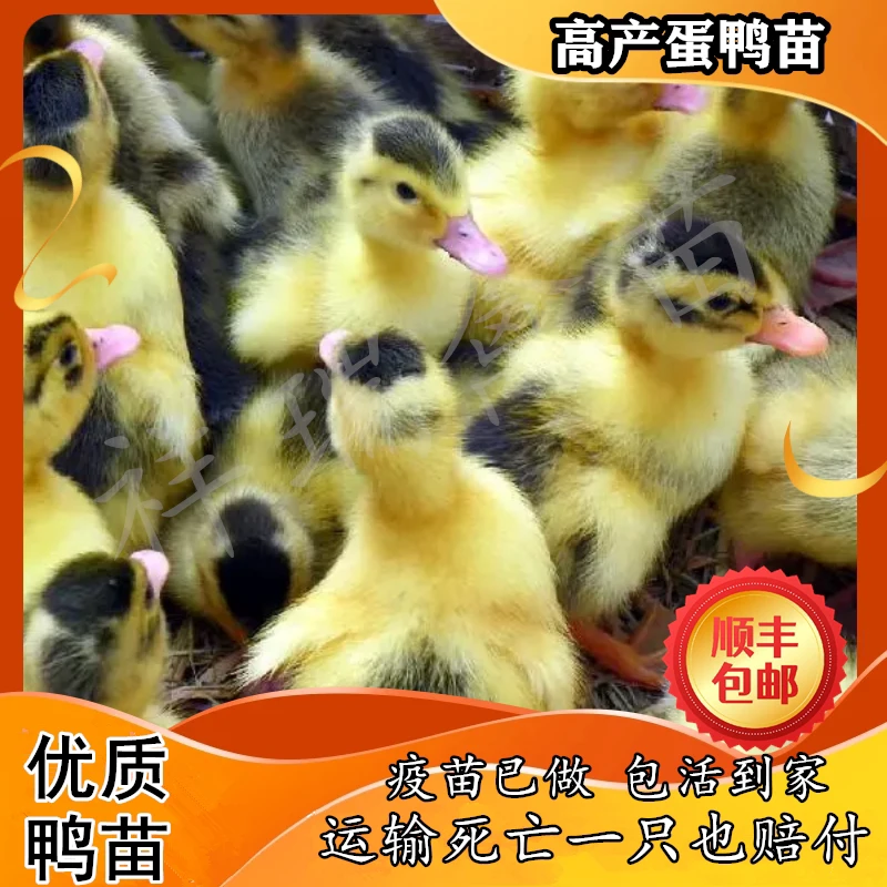 小鸭子活苗高产蛋鸭苗金锭鸭苗大种麻鸭番鸭绿头鸭红嘴鸭旱鸭麻鸭