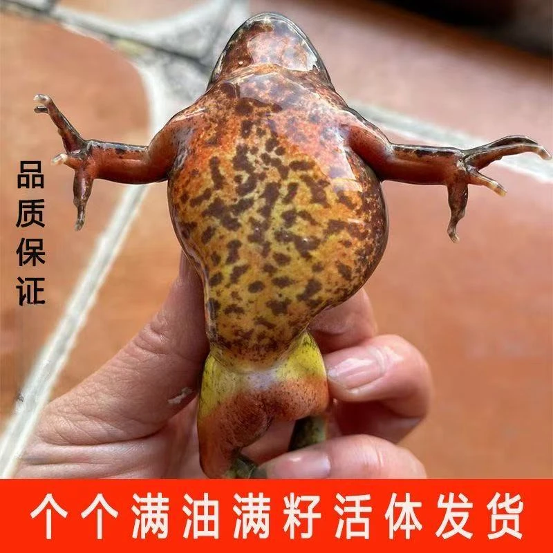 京东包邮东北河鲜小母豹公狗子现货发货