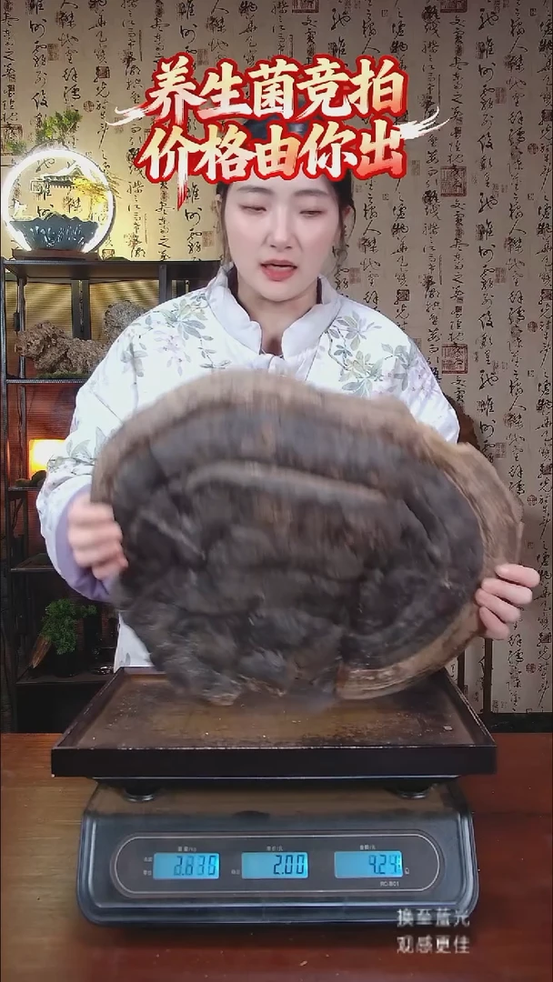 红缘拟层孔菌中国大陆【藏区野生】红缘树舌（5.04斤）50-60年份