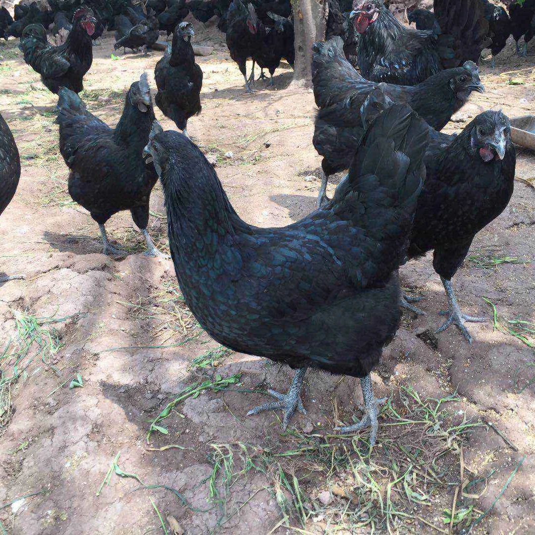 活体宠物鸡 五黑鸡包邮到手好看