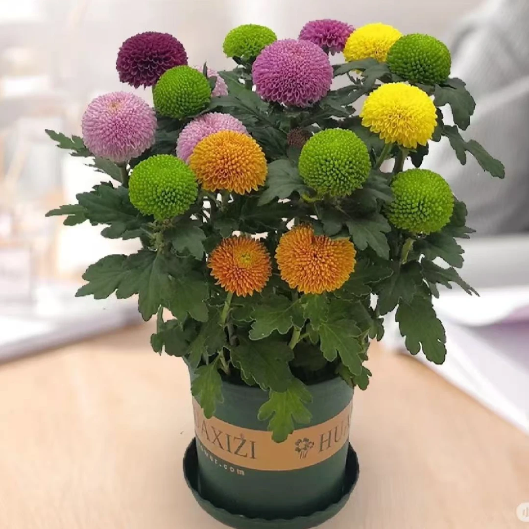 【乒乓菊】盆栽带花苞四季开花菊花好养易活室内阳台绿植花卉庭院
