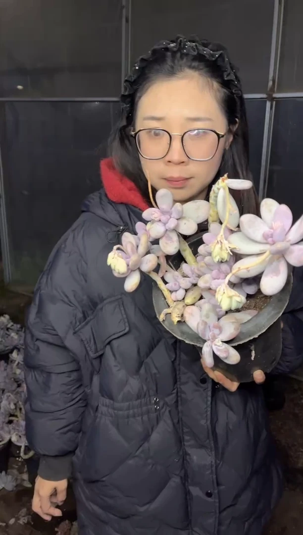 【闪购商品】60-蛋黄奶6.8