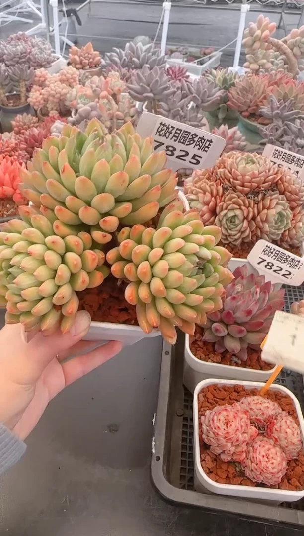 【闪购商品】7825陨石美人