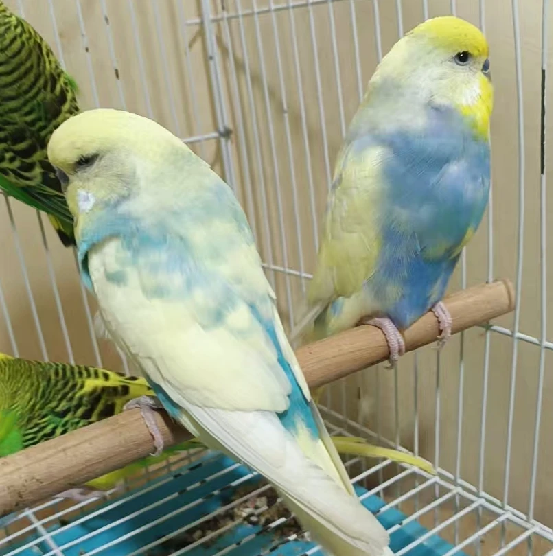 手养大头虎皮鹦鹉亲人粘人适合老人孩子观赏繁殖宠物鸟