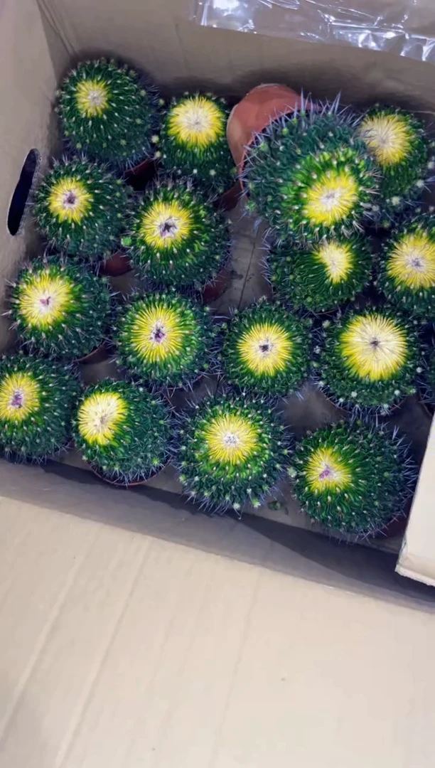 【闪购商品】星巴克【锦】9-12cm