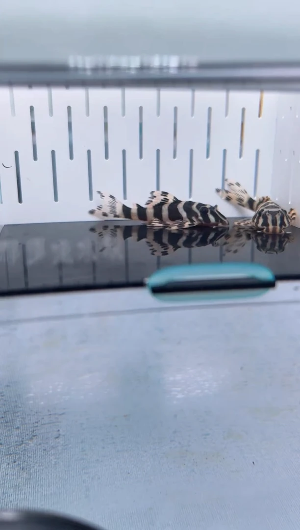 清道夫4.5+不包入缸损138