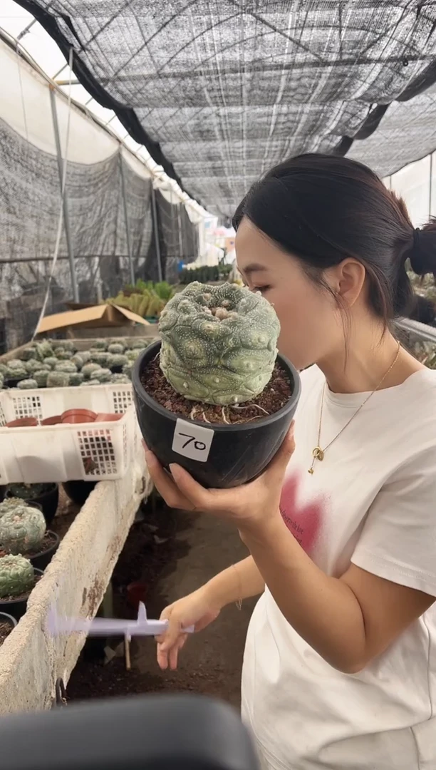 一物一拍70号兜带盆土