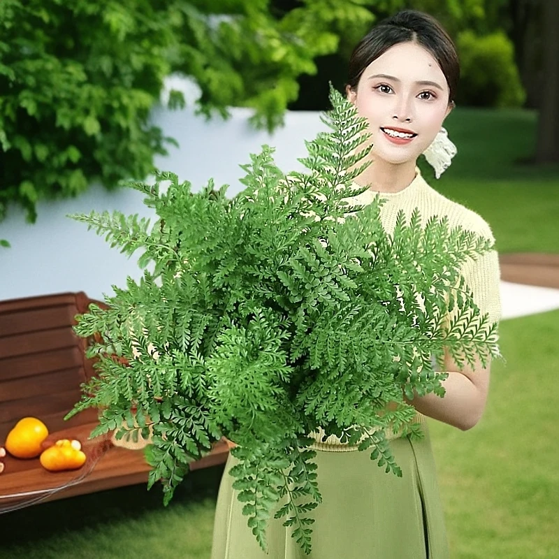 大盆吉姆蕨类植物室内耐阴好养易活四季常青观叶土培绿植盆栽花