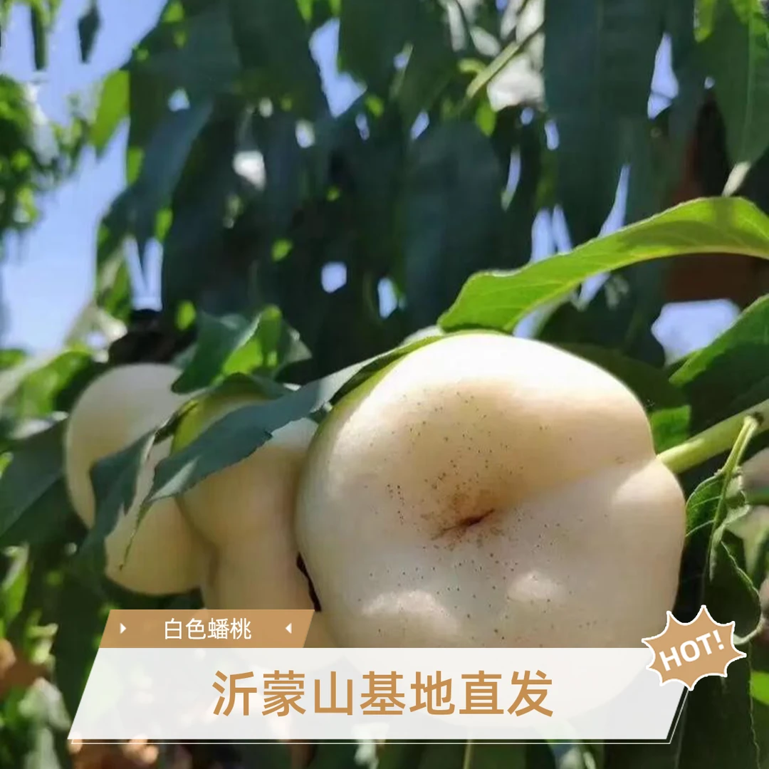 白色蟠桃树苗嫁接特大晚熟脱骨果树苗南北方种树苗桃树庭院地栽