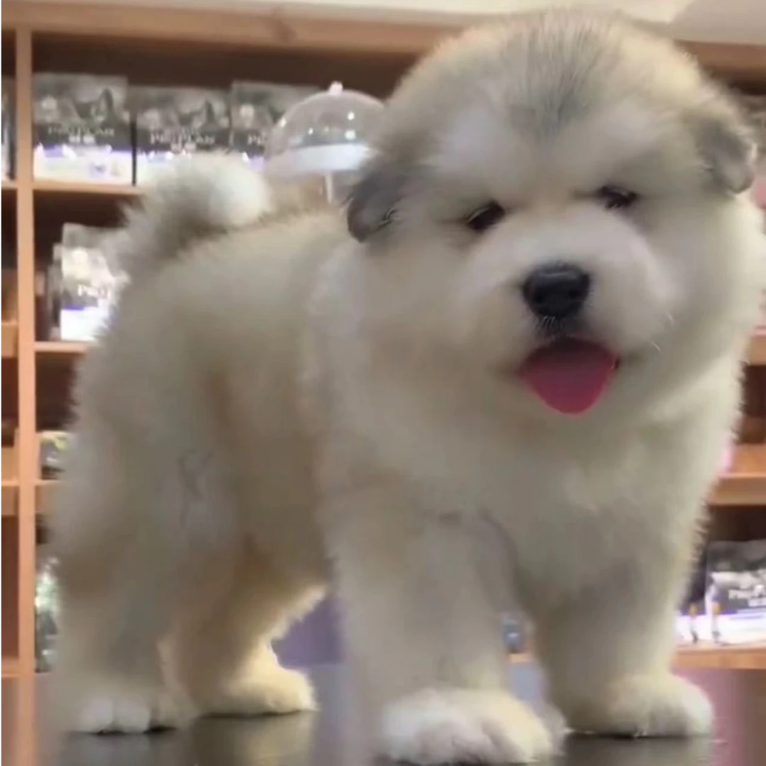 玲姐熊版阿拉斯加宠物狗狗