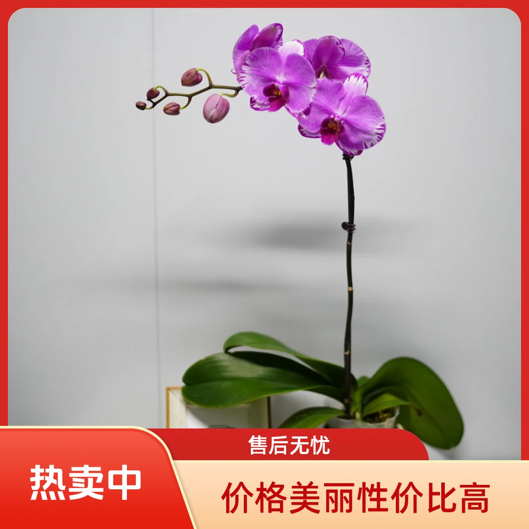 悠花里蝴蝶兰（雷神）3.5寸杯 带花带花苞开花株发货
