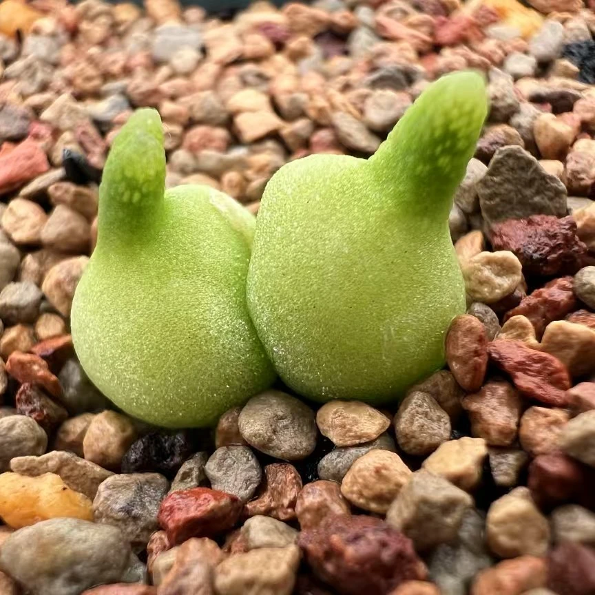 小葫芦四个随机发