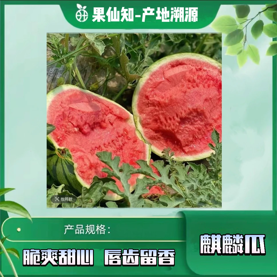 【无籽麒麟瓜-6-8斤/颗】云南省