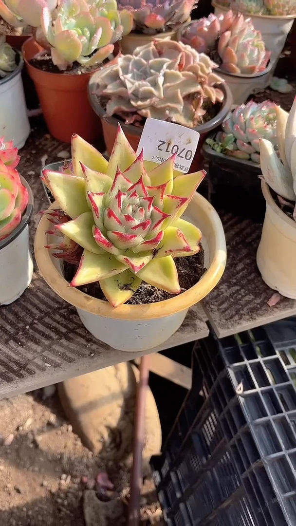 贝*跃跃精品多肉07012