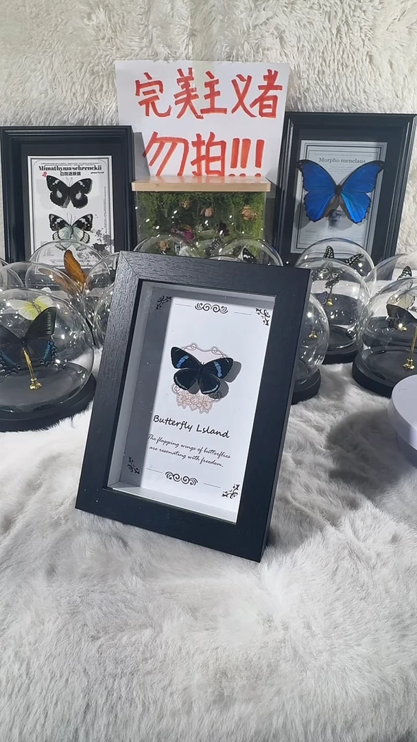 木莴苣蛱蝶长四寸相框