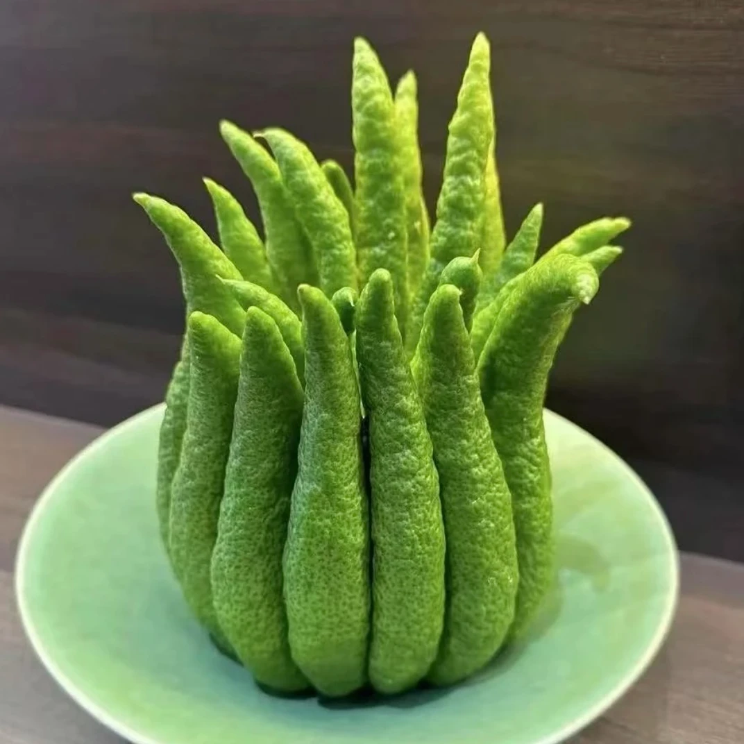 新鲜川佛手柑现摘现发（大果