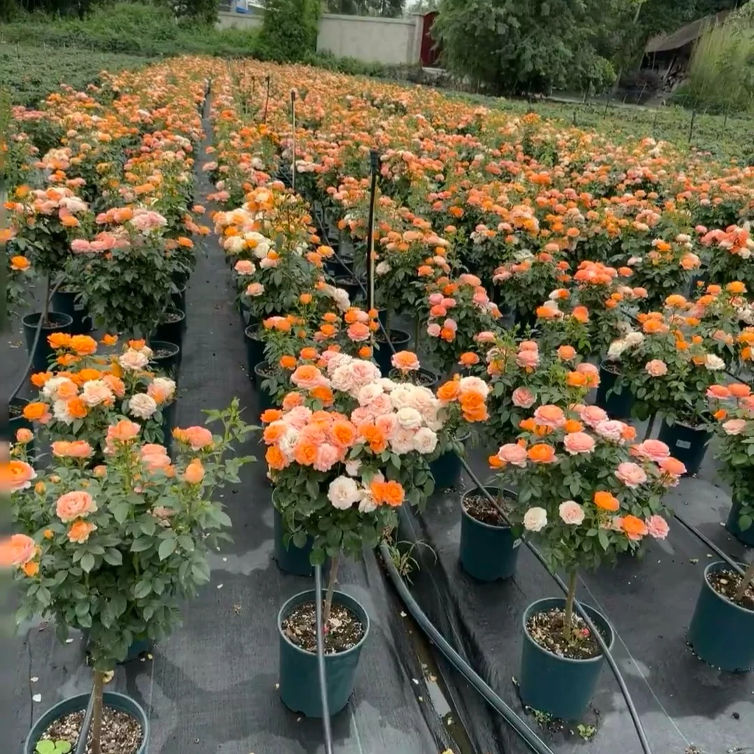 《蛋蛋》二加仑棒棒糖月季(果汁阳台)爆花机器带花苞新手小白种植