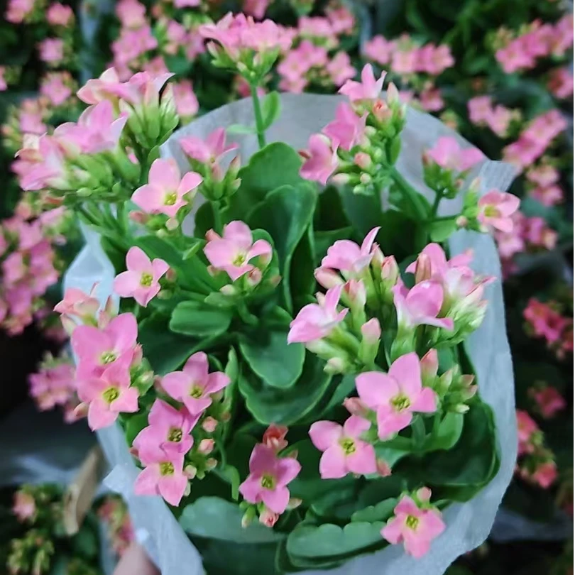 【哈瑞特】长寿花 买2单发货