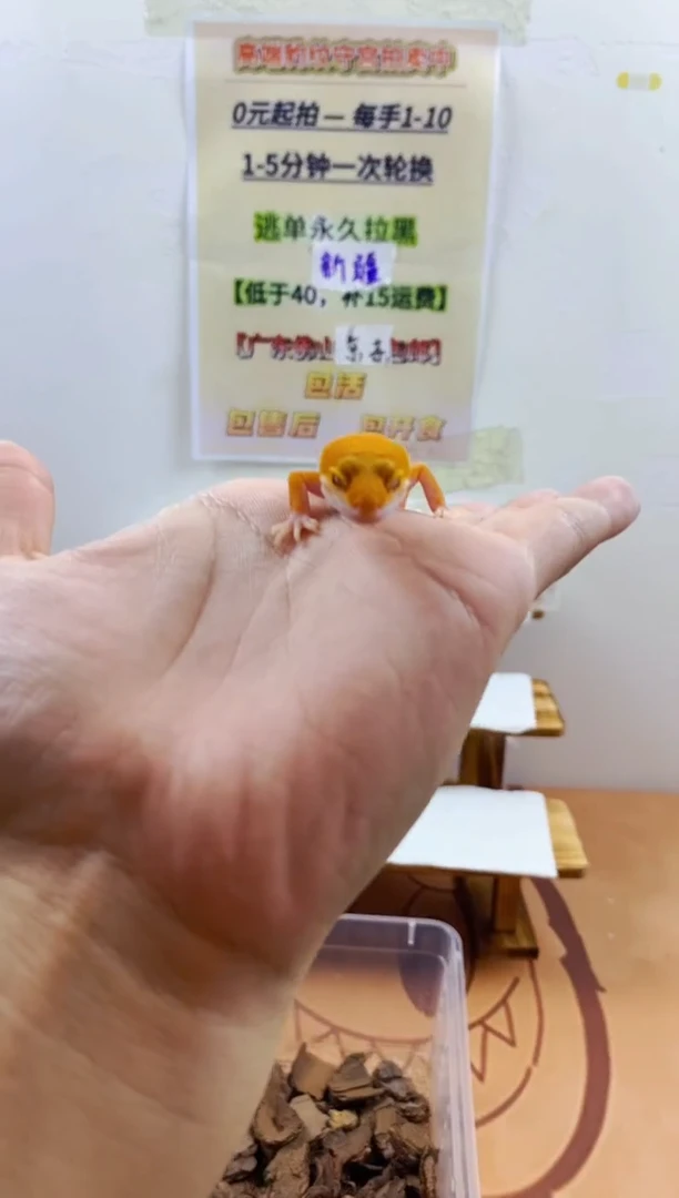 豹纹守宫豹纹守宫幼苗亚成体成体肥尾