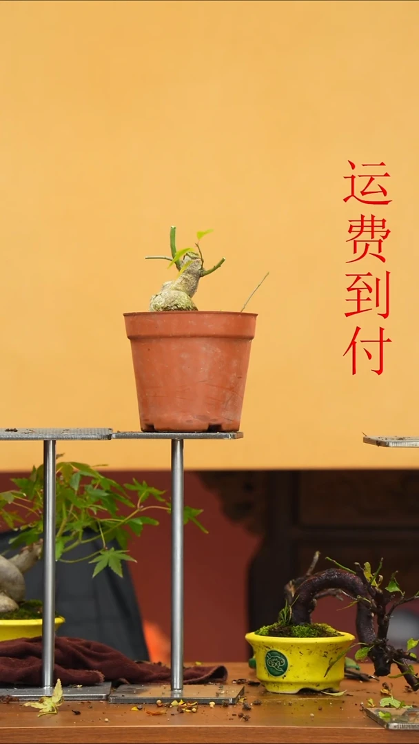 无花朵优*。318号